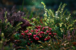 garden mulch